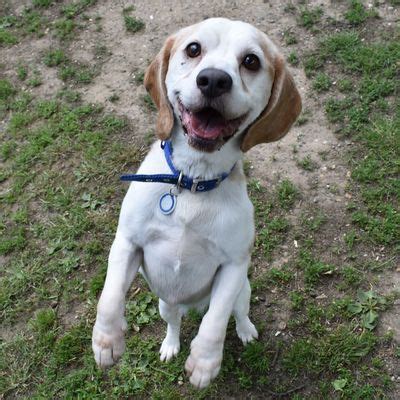 battersea dogs home old windsor|rspca battersea dogs for rehoming.
